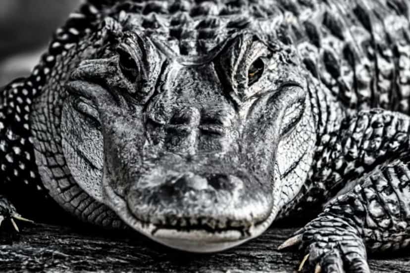 dreams about alligators