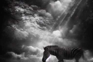 what does dream about zebras mean